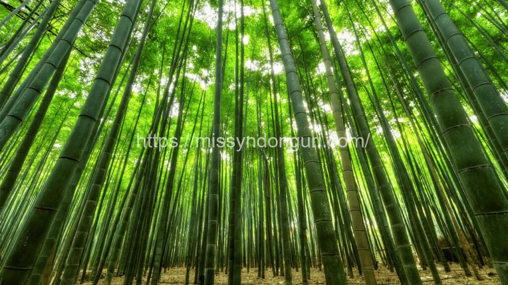 漢字kanji 竹 たけ take bambú bamboo 04