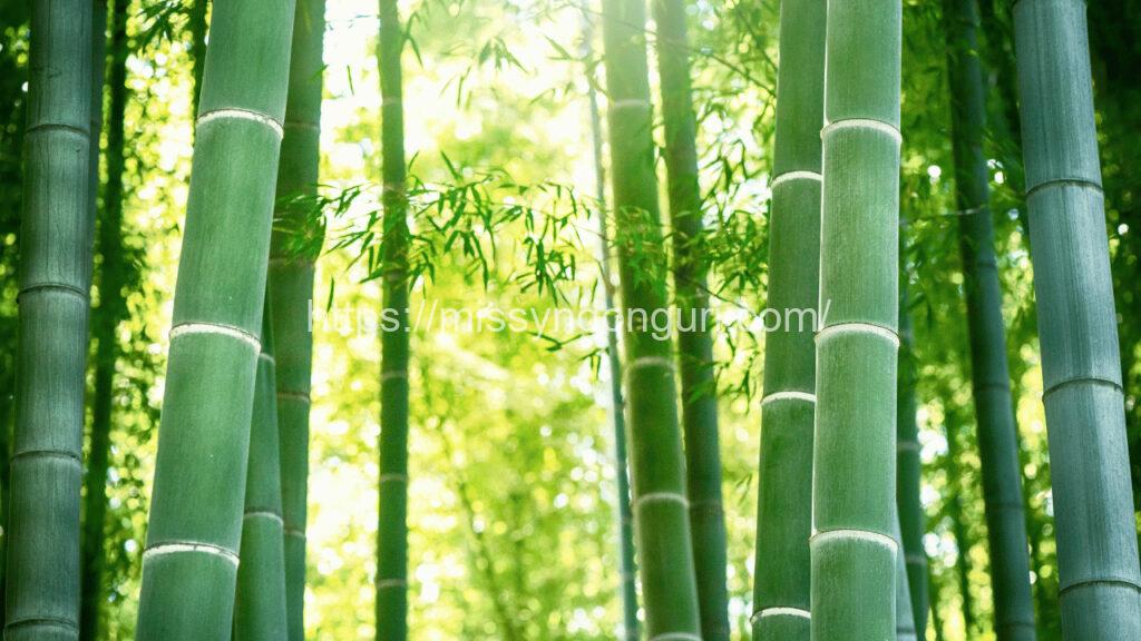 漢字kanji 竹 たけ take bambú bamboo 03